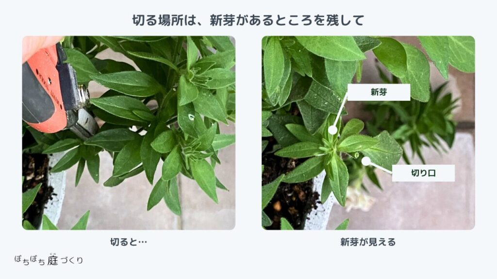 切る場所は新芽があるところを残して。茎だけで切ると…と、新芽が見える位置で切った比較
