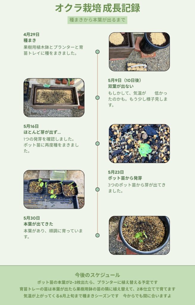 オクラ栽培 成長記録