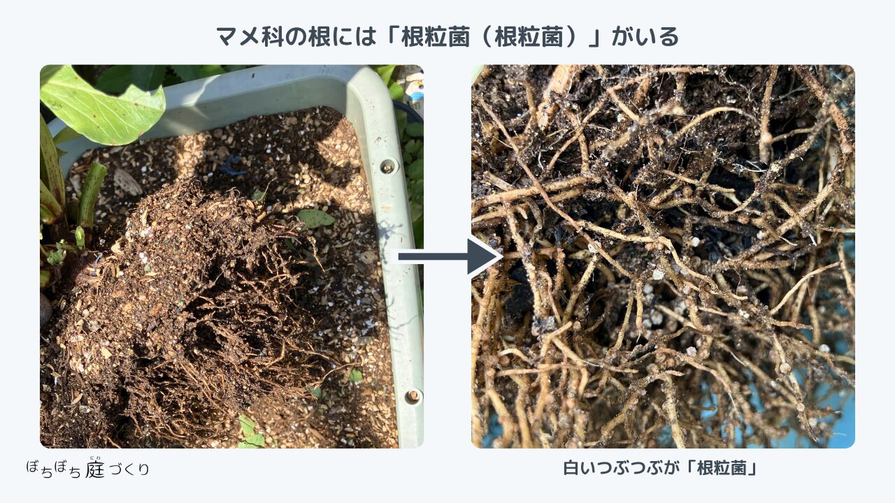 マメ科の根には根粒菌(こんりゅうきん)がいる 白いつぶつぶが根粒菌