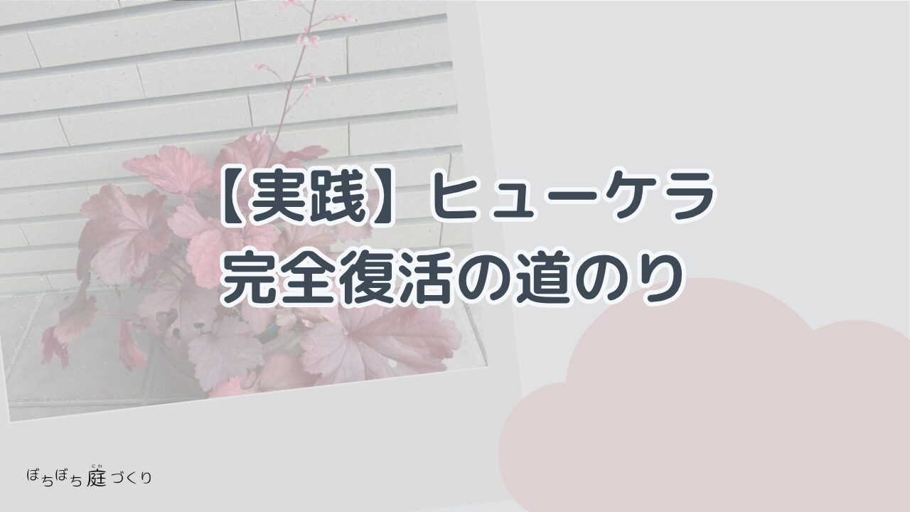 【実践】ヒューケラ完全復活の道のり
