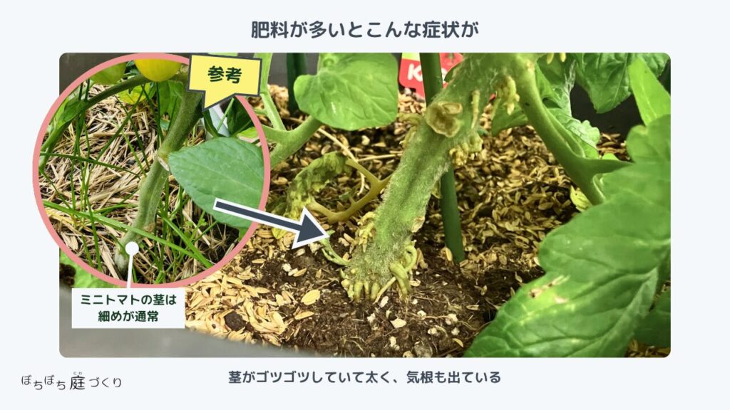 茎がゴツゴツして太く、気根も生えている