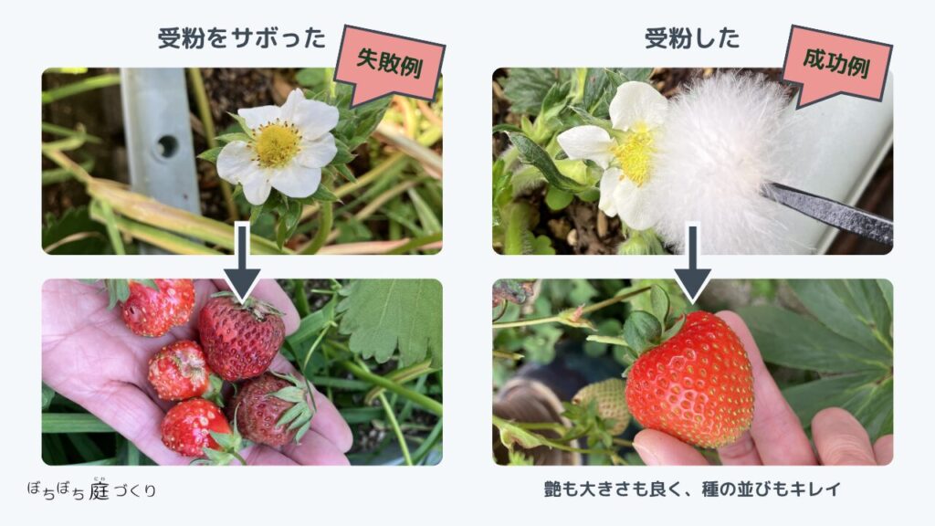 イチゴ苗の受粉をサボった例と、きちんと受粉した例。