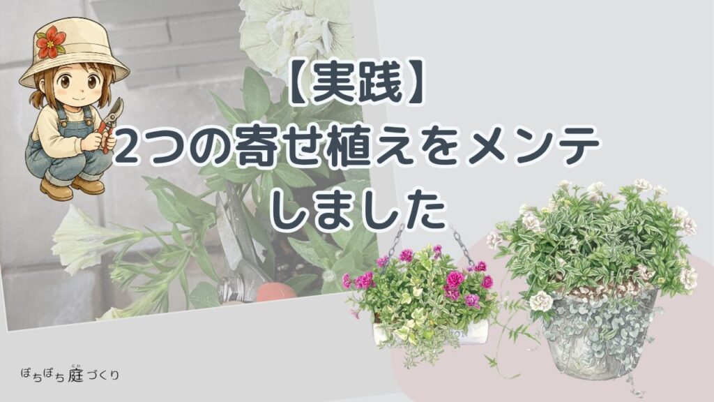 2つのペチュニアの寄せ植えをメンテナンスしました