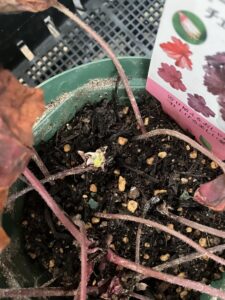 土を除けたあとのヒューケラの小さな芽