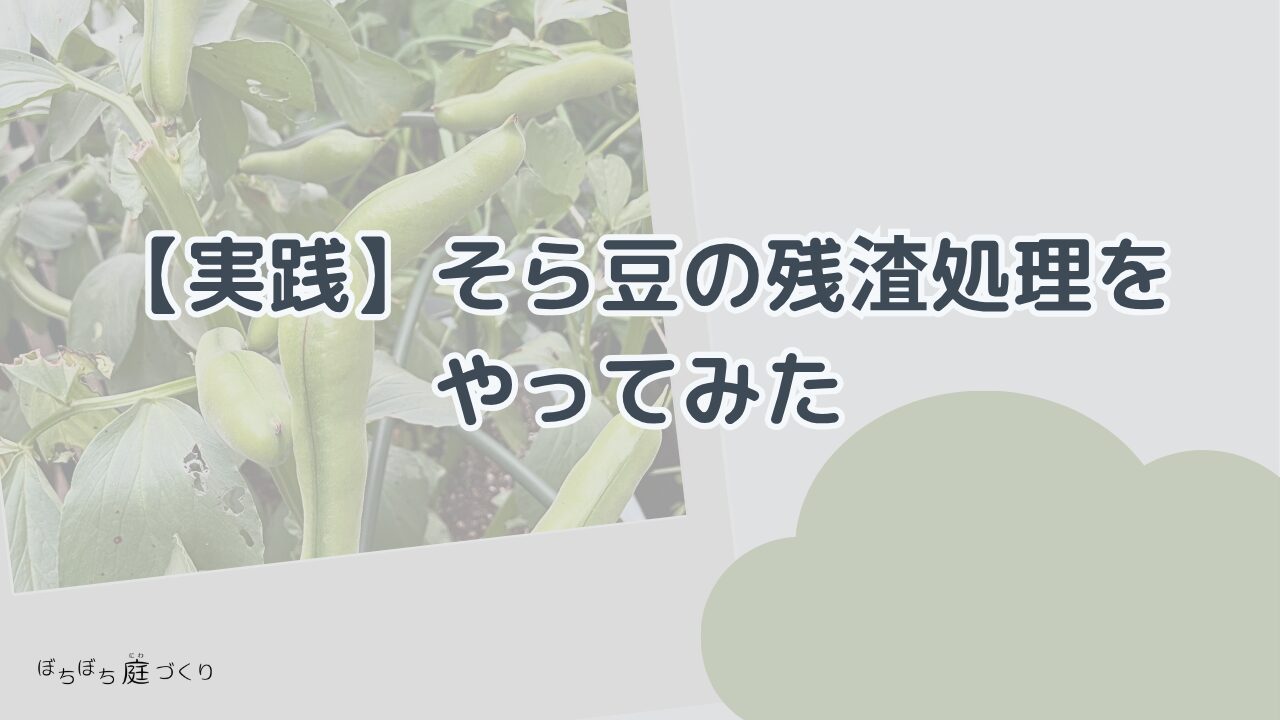 実践そら豆の残渣処理をやってみたの見出し画像