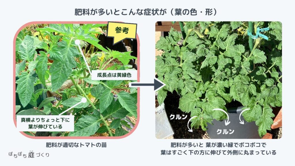 ミニトマトの葉の様子。葉がゴツゴツして外側にクルンと丸まっている