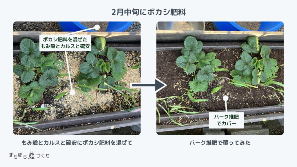 イチゴ苗のプランターに、ボカシ肥料（もみ殻、カルスNC-R、硫安入り）を撒き、上をバーク堆肥で覆う