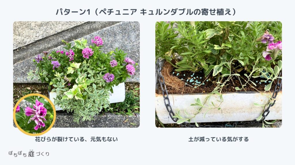 パターン1キュルンダブルの寄せ植え。花びらが裂けて元気がなく、土も減っている様子