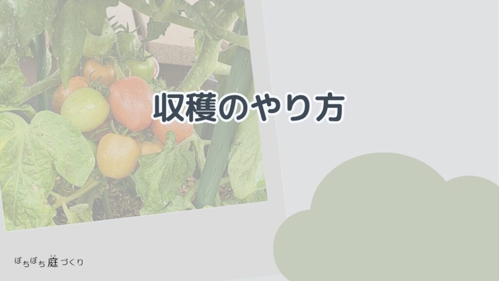 収穫のやり方