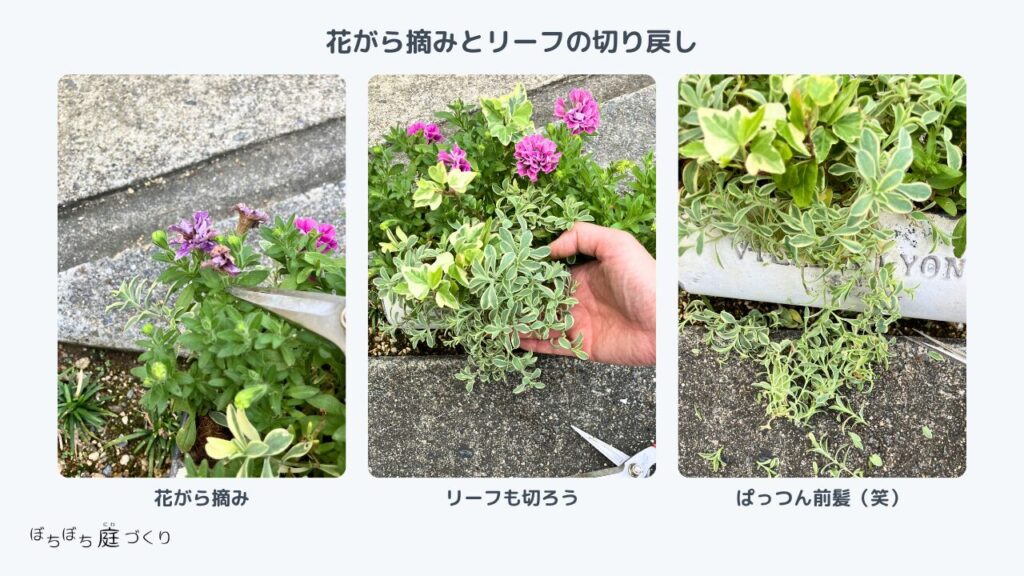花がら摘みとリーフの切り戻し