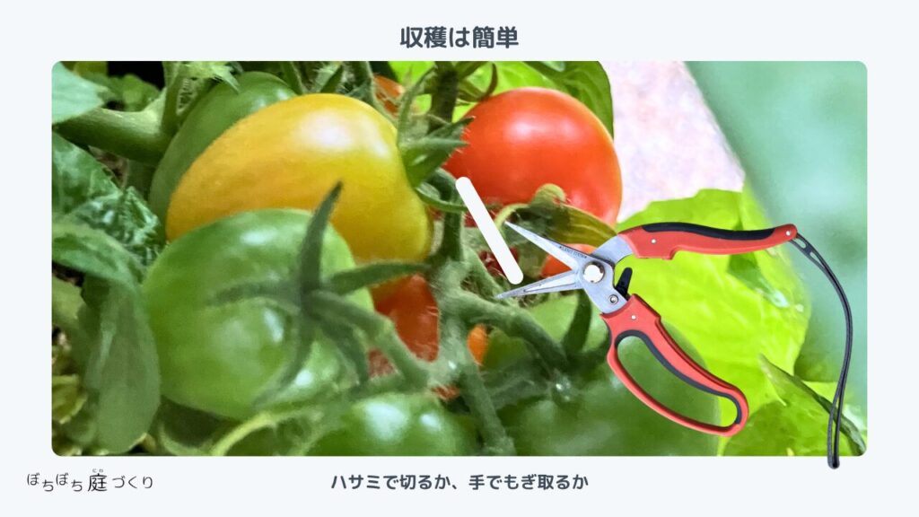 ミニトマトの萼のすぐ上をハサミで切って収穫