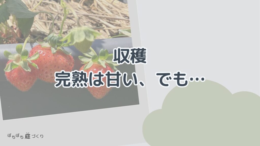 収穫。完熟は甘い、でも