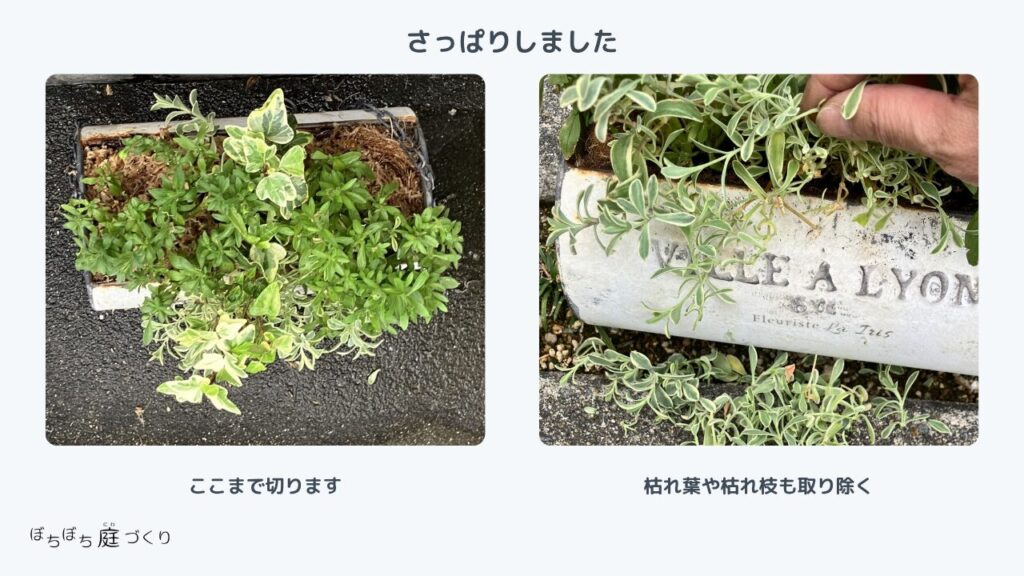 切り戻してさっぱりしたキュルンダブルの寄せ植え