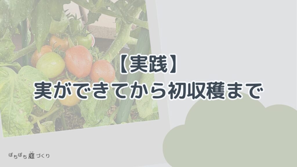 【実践】実ができてから初収穫まで