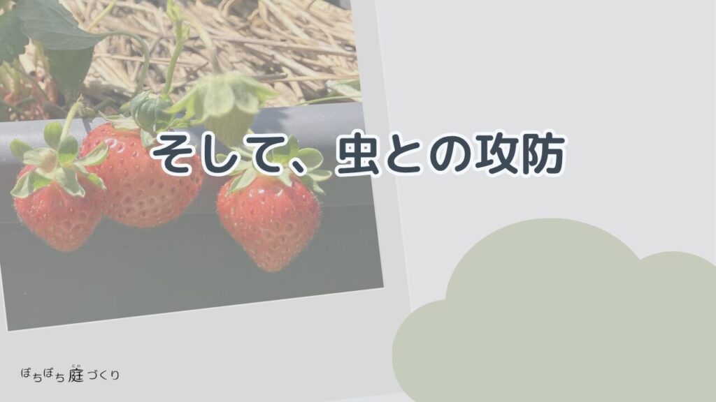 そして、虫との攻防