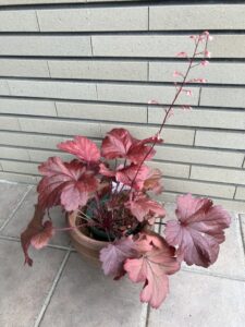 花の茎が伸びてきた復活後のヒューケラ（2026年5月）