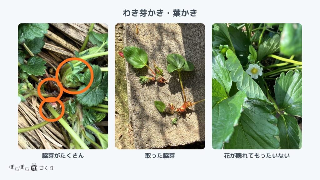 わき芽かきの場所と取ったわき芽、花が大きな葉の影に隠れている様子
