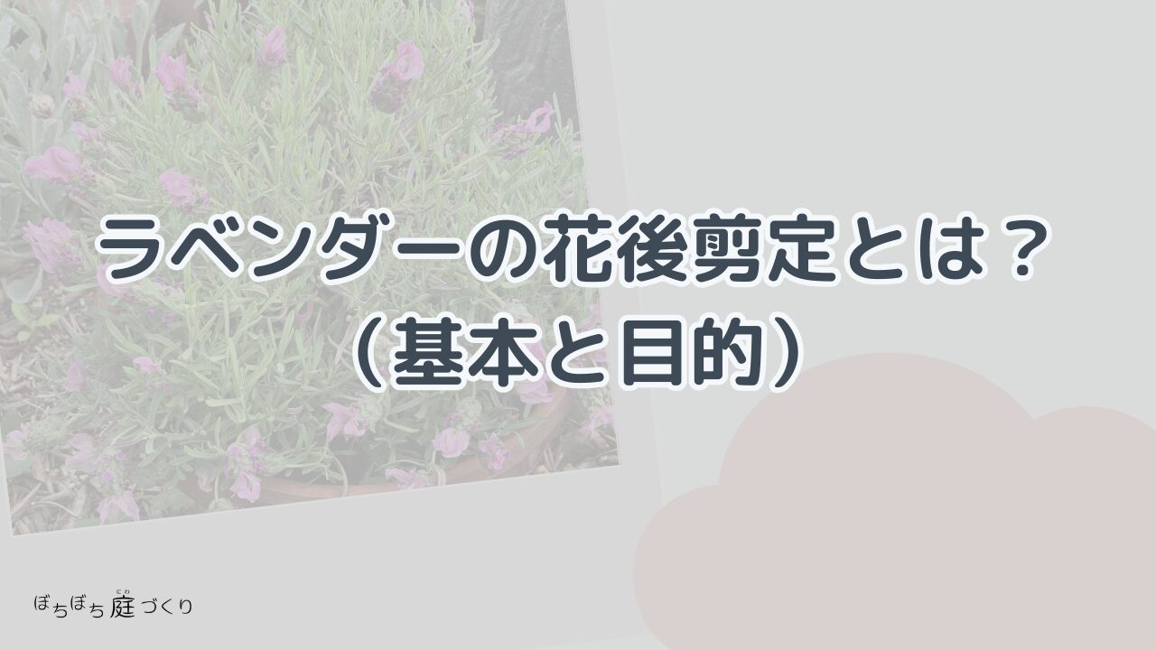 ラベンダーの花後剪定とは？（基本と目的）の見出し画像