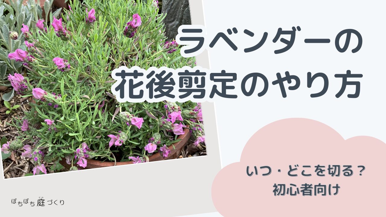 ラベンダーの花後剪定のやり方（鉢植えのラベンダー）を紹介するアイキャッチ画像