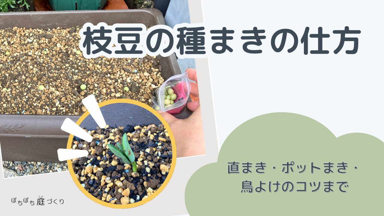 枝豆の種まきの仕方（直まき・ポットまき・鳥よけのコツまで）のアイキャッチ画像