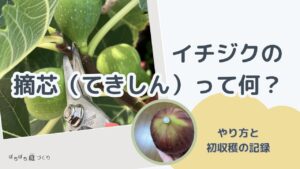 イチジクの摘芯（てきしん）って何？やり方と初収穫の記録