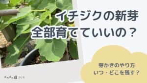 イチジクの新芽、全部育てていいの?芽かきのやり方(いつ・どこを残す?)