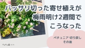 バッサリ切った寄せ植えが、梅雨明け2週間でこうなった