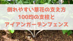 倒れやすい草花の支え方。100均の支柱とアイアンガーデンフェンス