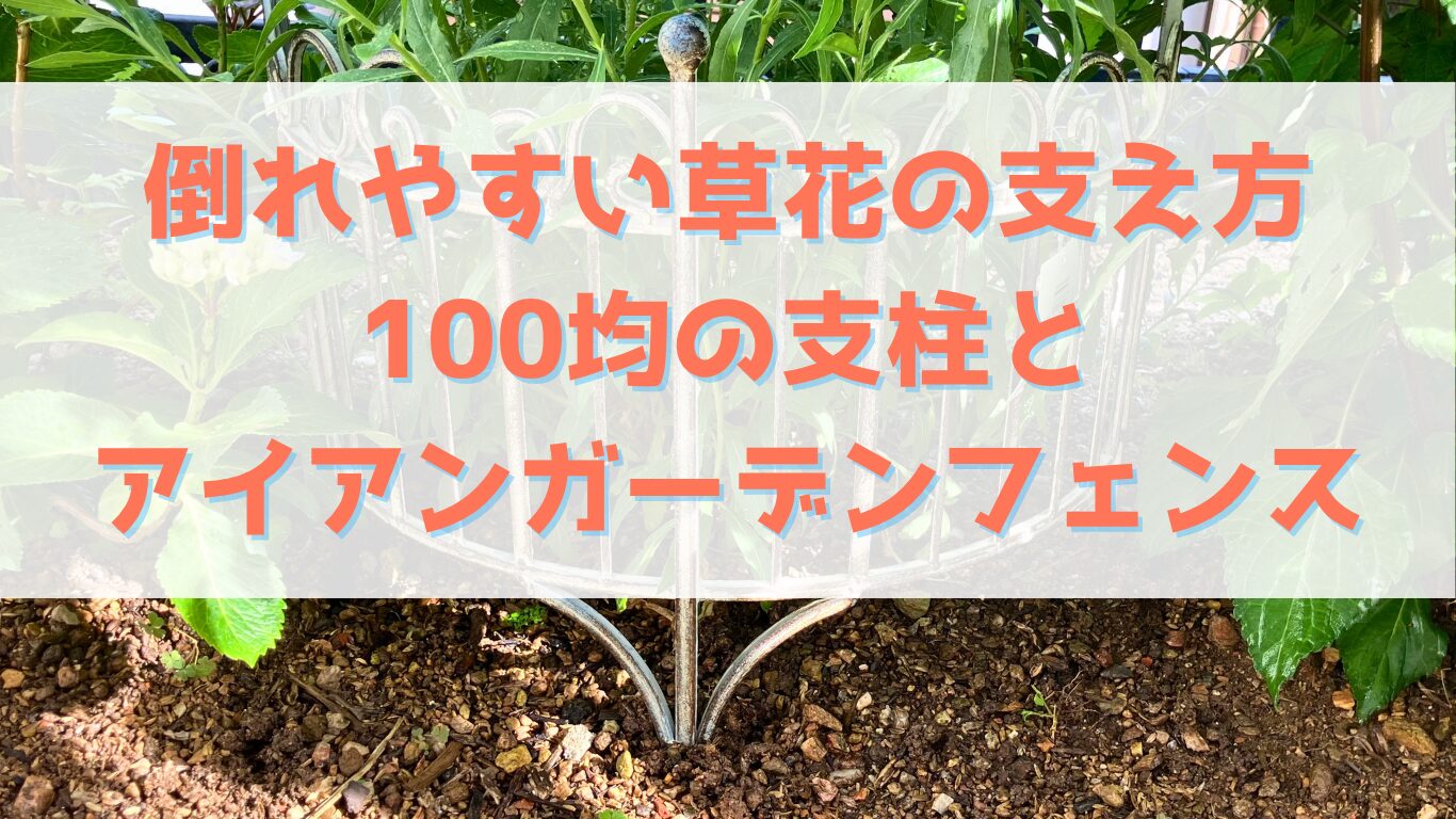 倒れやすい草花の支え方。100均の支柱とアイアンガーデンフェンス