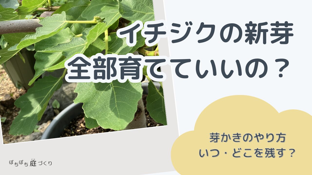 イチジクの新芽は全部育てていい？芽かきのやり方（アイキャッチ）