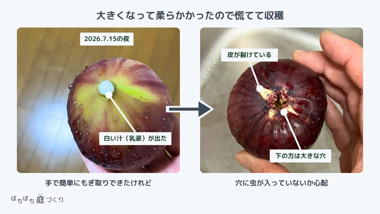 大きくなって柔らかくなったイチジクを初収穫した様子。皮が裂けて下の方に穴が開いている