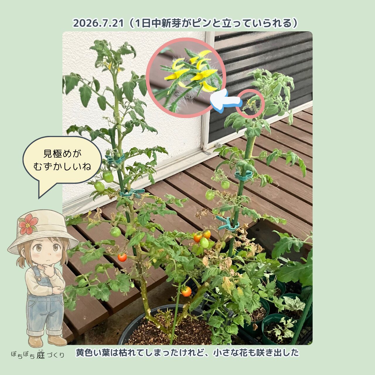 新芽が復活して花が大きく咲いたミニトマト