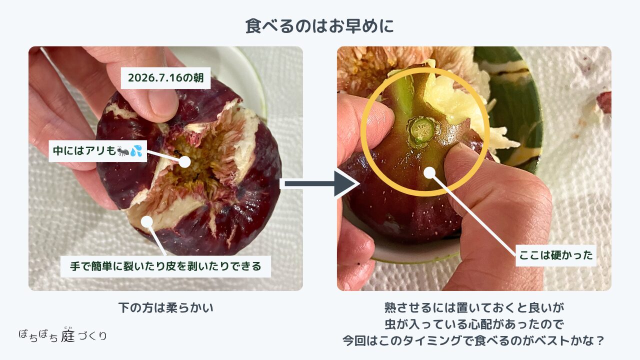 収穫したイチジクを割ってみたら中にアリが入っていた様子