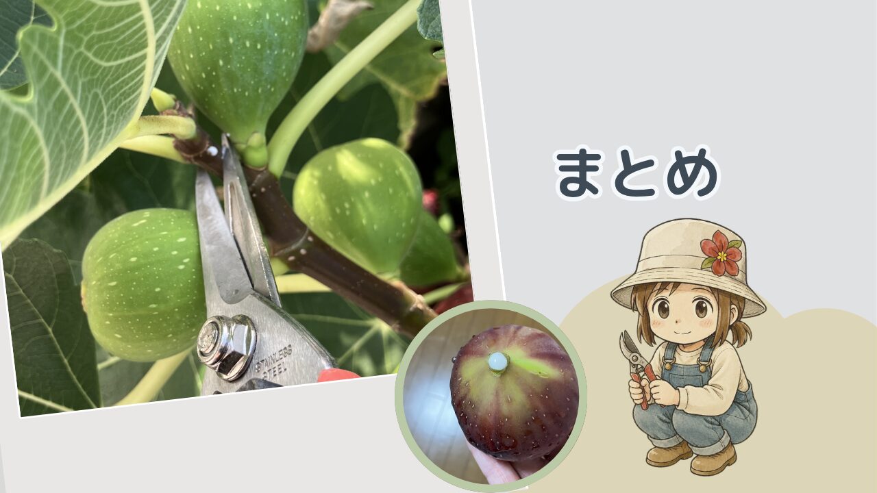 イチジクの摘芯と初収穫のまとめ見出し画像