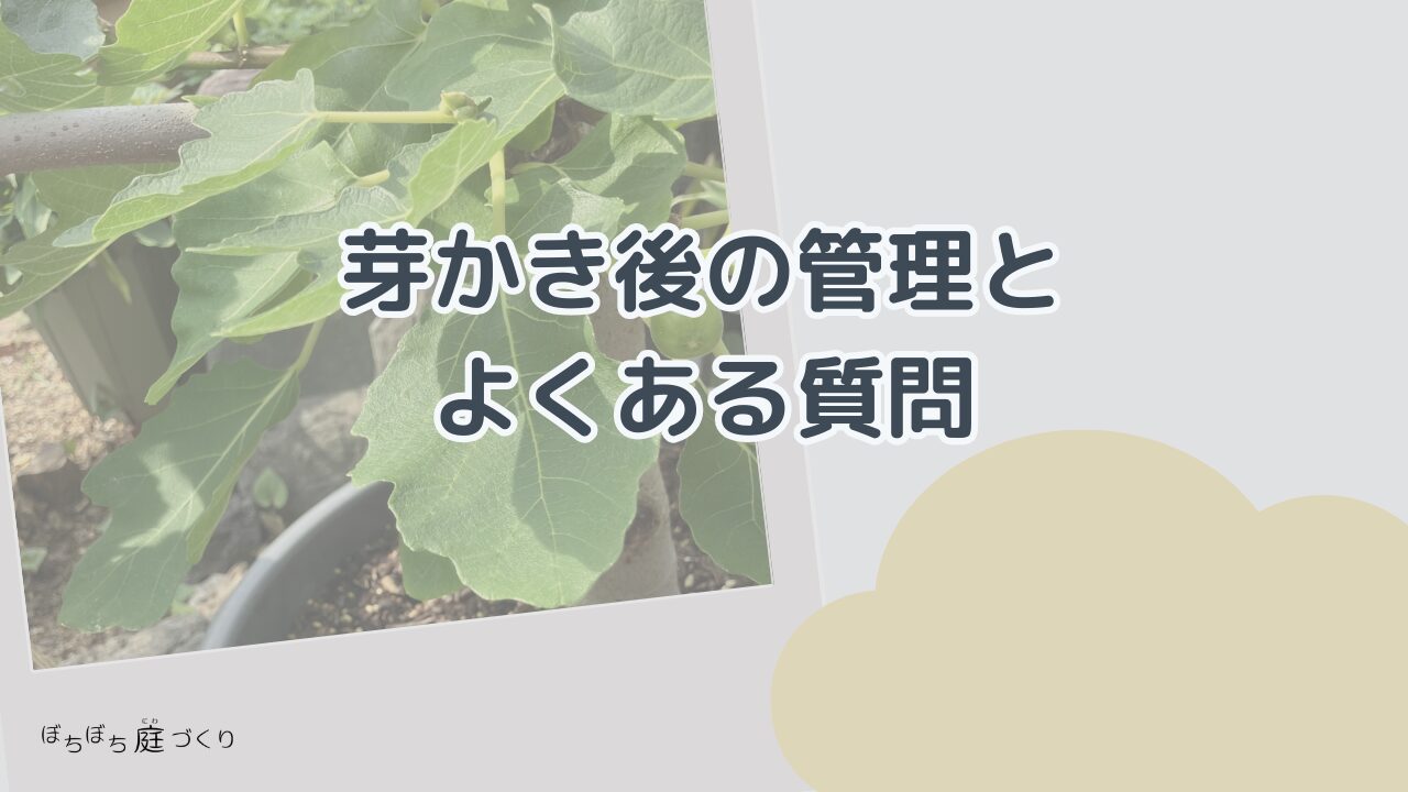 芽かき後の管理とよくある質問（見出し画像）