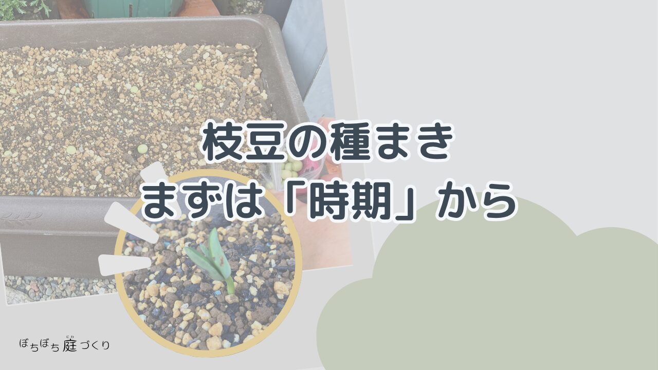 枝豆の種まきの時期の見出し画像