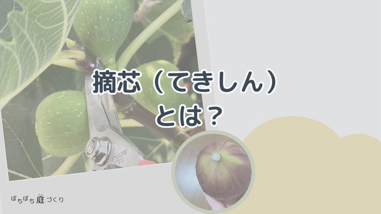 イチジクの摘芯とはの見出し画像