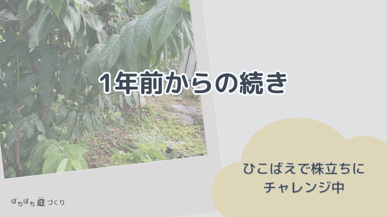 ロウバイの幹更新2年目・1年前からの続きの見出し画像