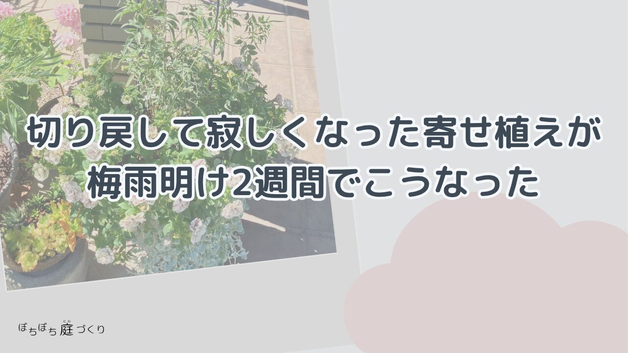 切り戻して寂しくなった寄せ植えが梅雨明け2週間でこうなったの見出し画像