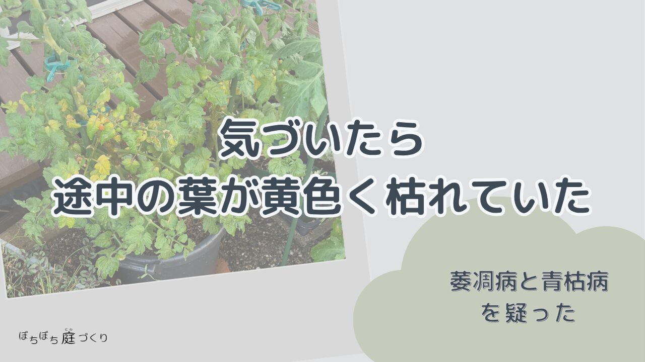気づいたら途中の葉が黄色く枯れていたの見出し画像