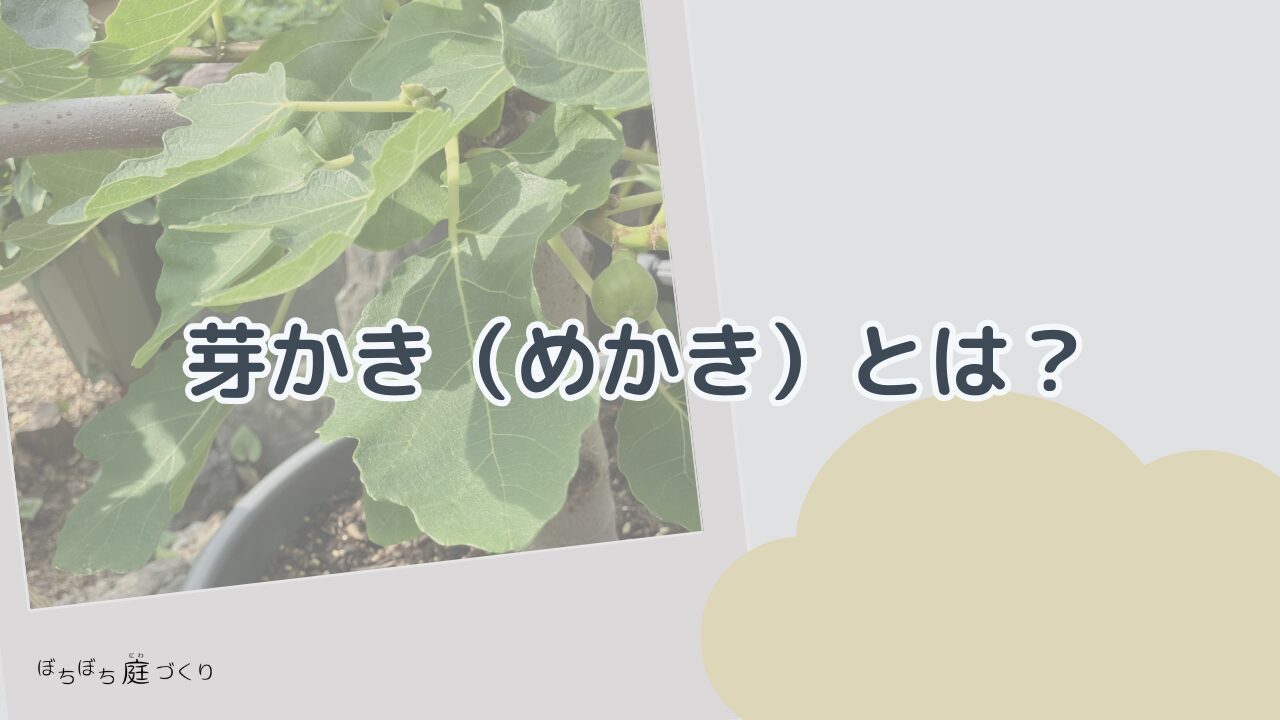 イチジクの芽かきとは（見出し画像）