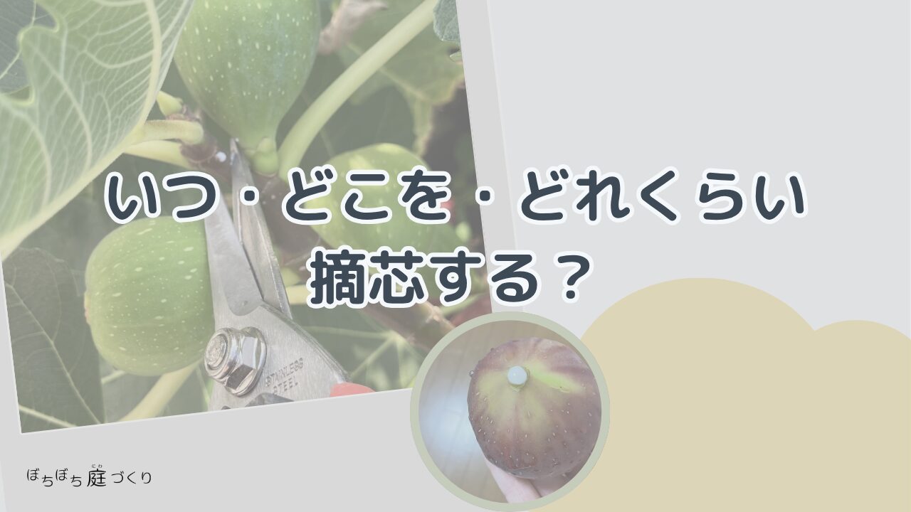 イチジクの摘芯のやり方の見出し画像