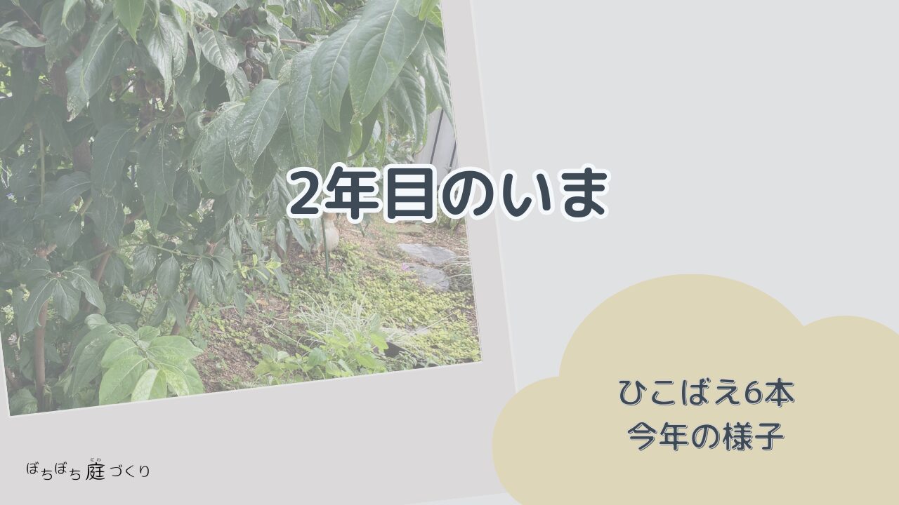 ロウバイのひこばえ6本・2年目のいまの見出し画像