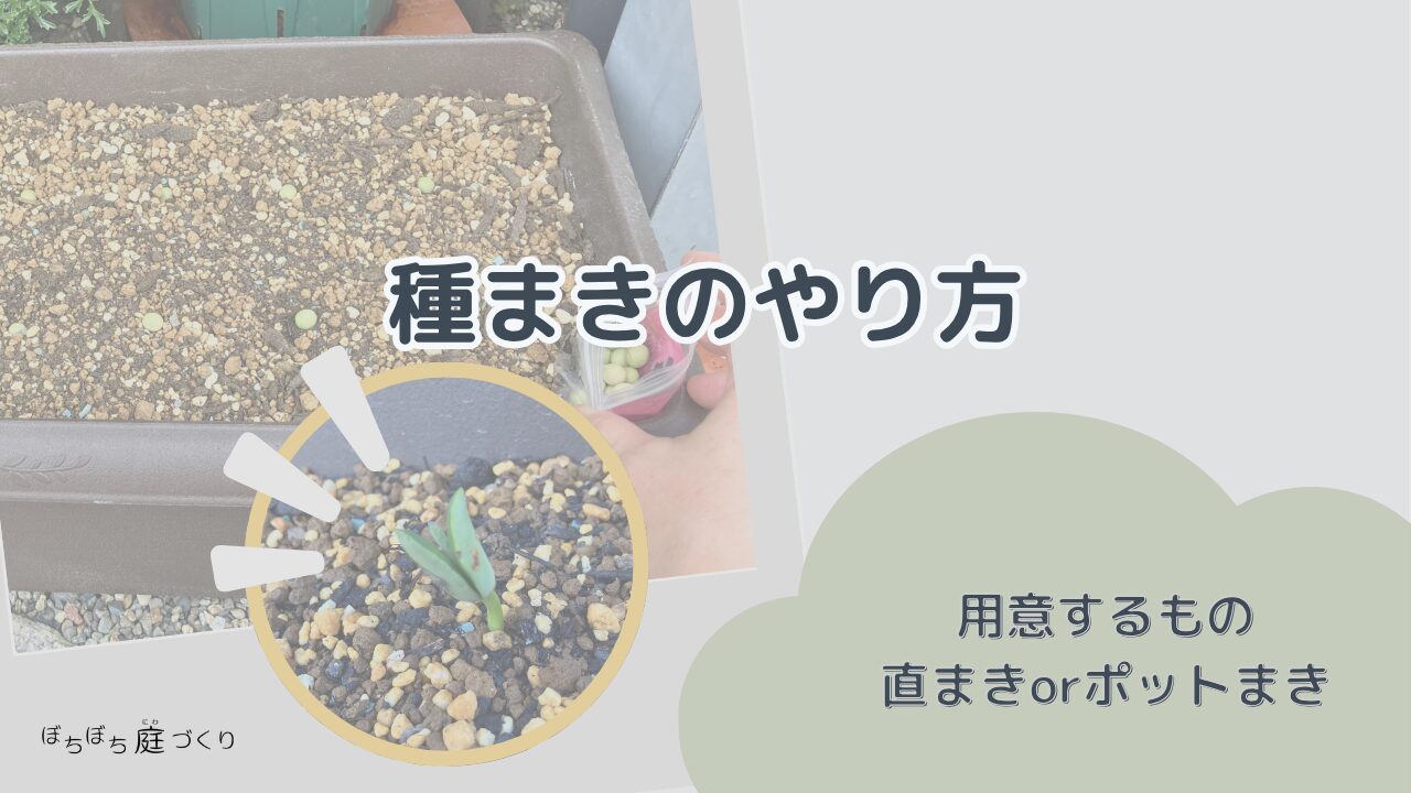 枝豆の種まきのやり方の見出し画像
