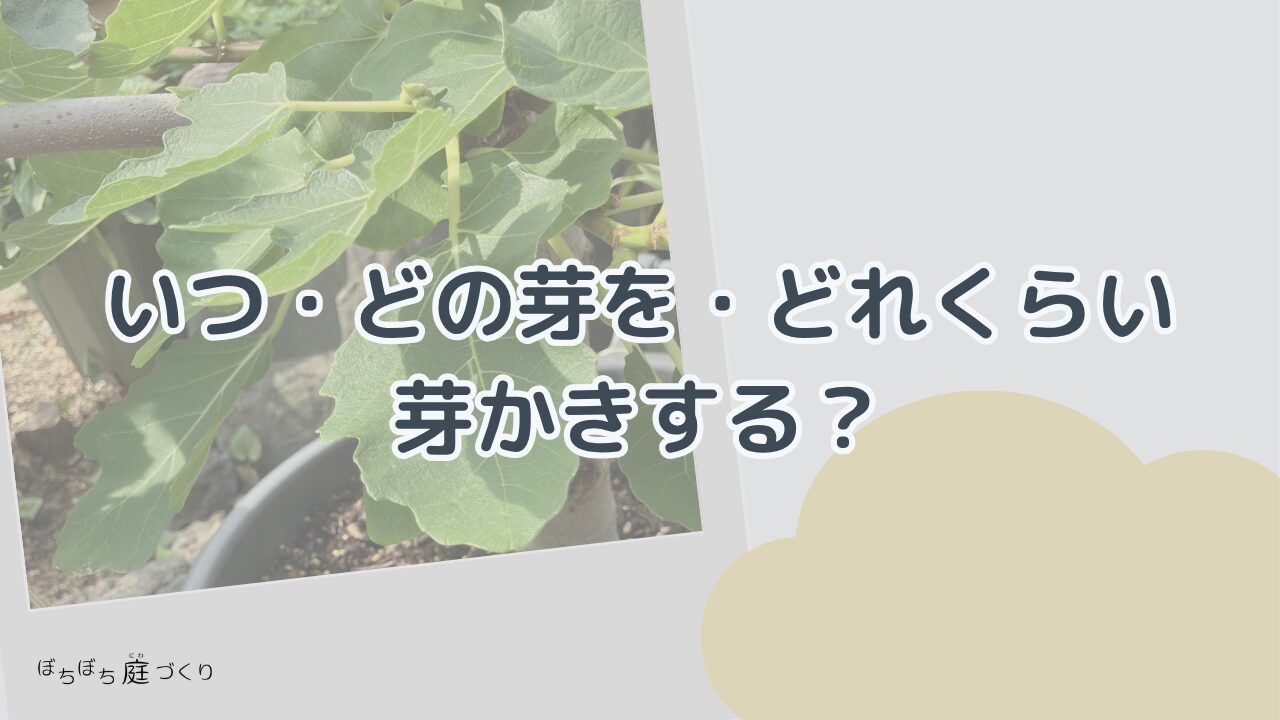 芽かきのやり方・いつどの芽を残すか（見出し画像）