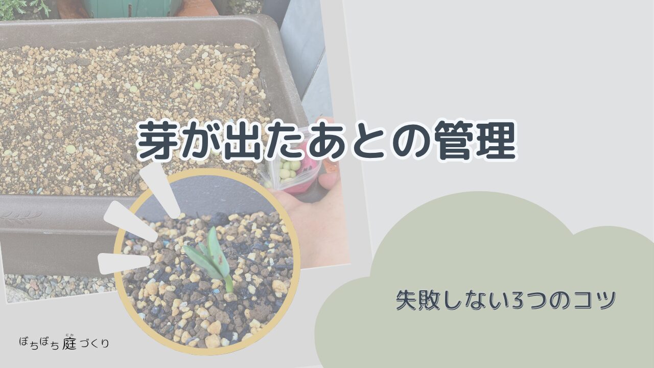 芽が出たあとの管理と失敗しない3つのコツの見出し画像