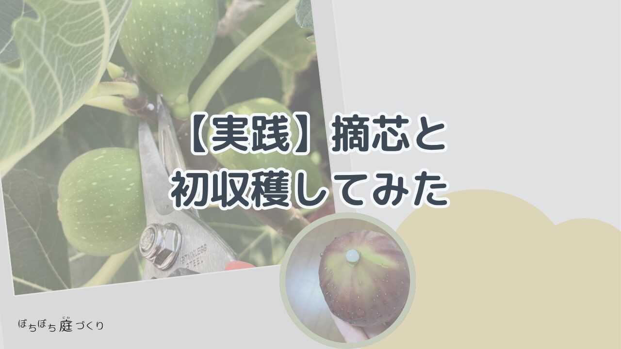 イチジクの摘芯と初収穫してみたの見出し画像