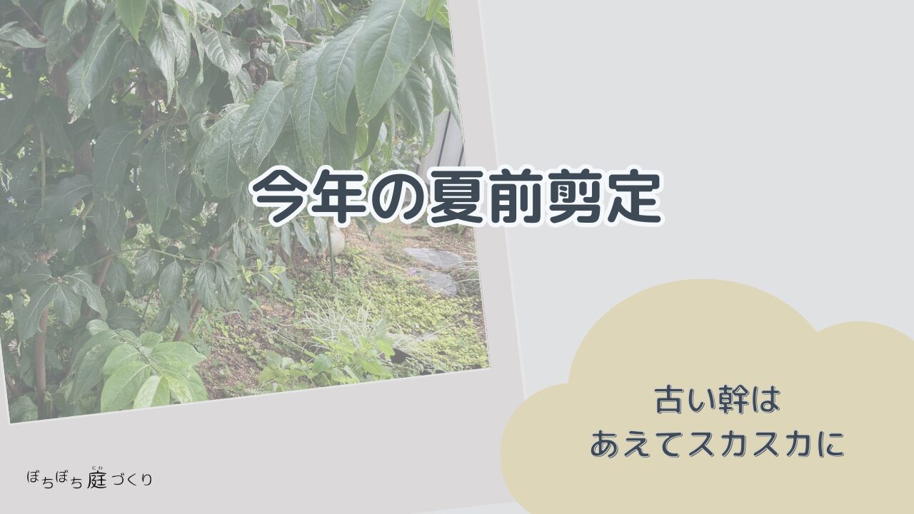 ロウバイの今年の夏前剪定の見出し画像
