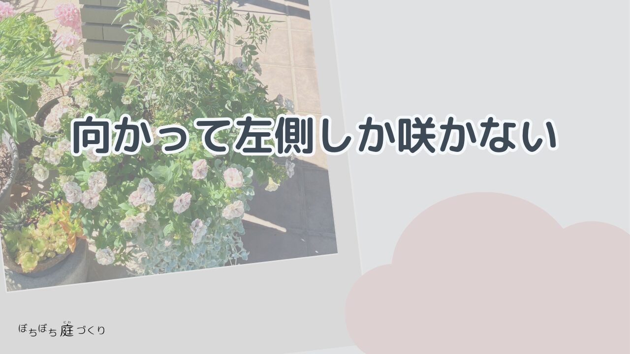向かって左側しか咲かないの見出し画像