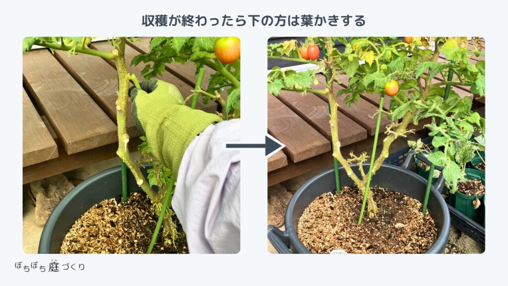 ミニトマトの葉かきの前後